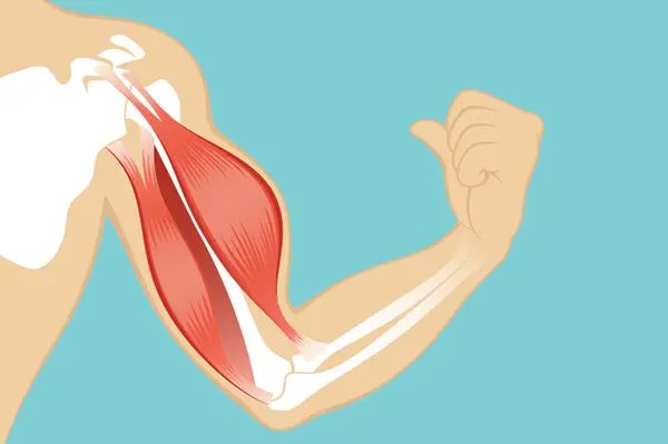 What Muscles Do the Seated Shoulder Press Machine Work?